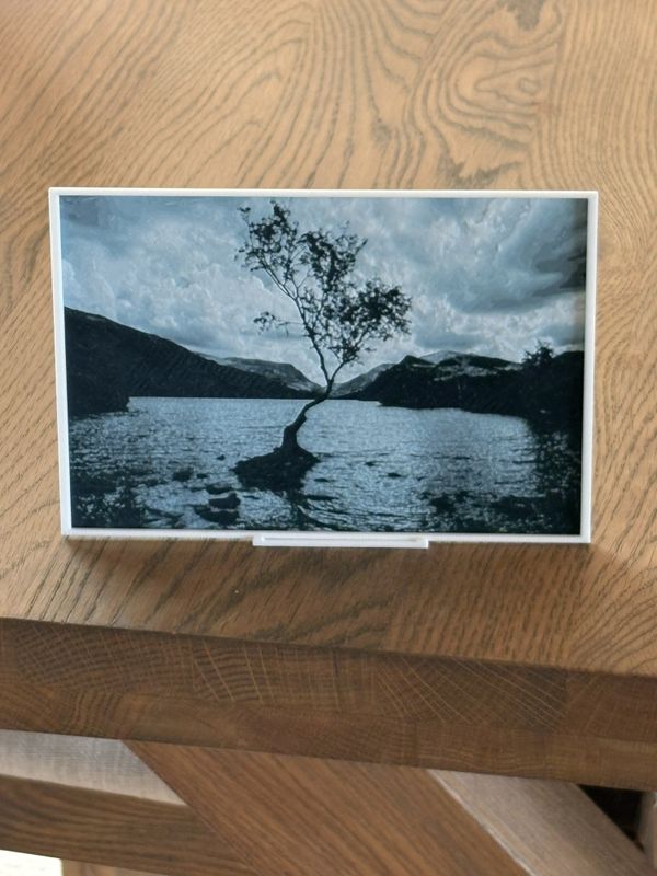 Veggkunst: The Lonely Tree of Llyn Padarn